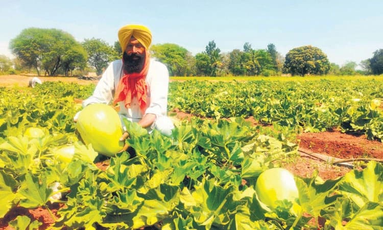 ಕುಷ್ಟಗಿಯಲ್ಲಿ “ಉತ್ತರ ಭಾರತದ ಕುಂಬಳಕಾಯಿ”