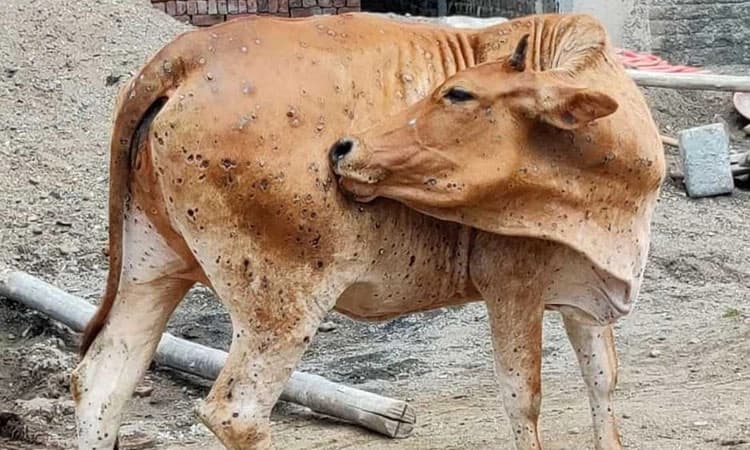 ಉಡುಪಿ ಜಿಲ್ಲೆಯಲ್ಲಿ ಚರ್ಮಗಂಟು ರೋಗದಿಂದ 74 ಜಾನುವಾರು ಸಾವು