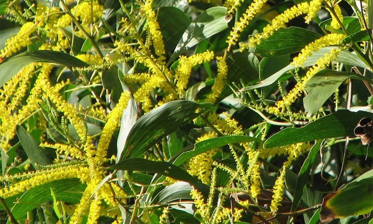 ಅಕೇಶಿಯಾದಿಂದ ಅಂತರ್ಜಲ ಕುಸಿತ ಇಲ್ಲ: ಸರ್ಕಾರ