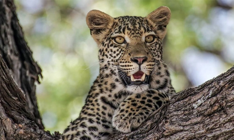 ಚಿರತೆ ಪುನರ್ವಸತಿ ಕೇಂದ್ರ ತೆರೆಯಲು ಸರ್ಕಾರ ಕ್ರಮ