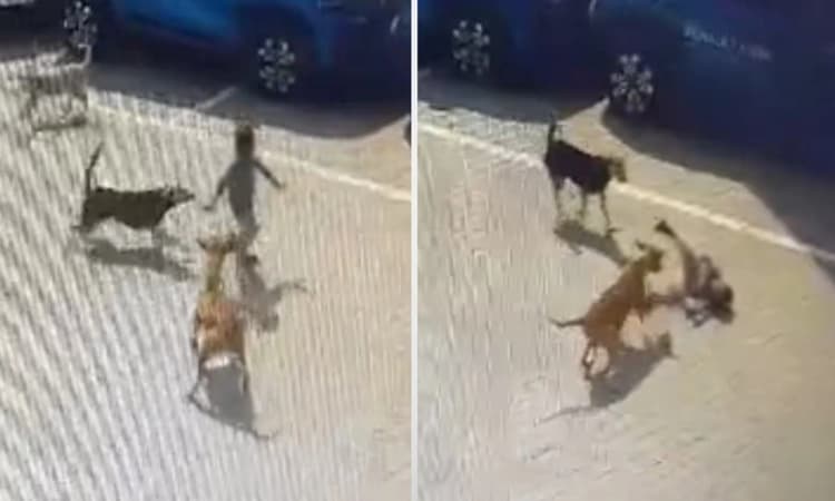 ಹೈದರಾಬಾದ್: ಬೀದಿ ನಾಯಿಗಳ ದಾಳಿಗೆ ಜೀವ ಕಳೆದುಕೊಂಡ 4 ವರ್ಷದ ಕಂದಮ್ಮ