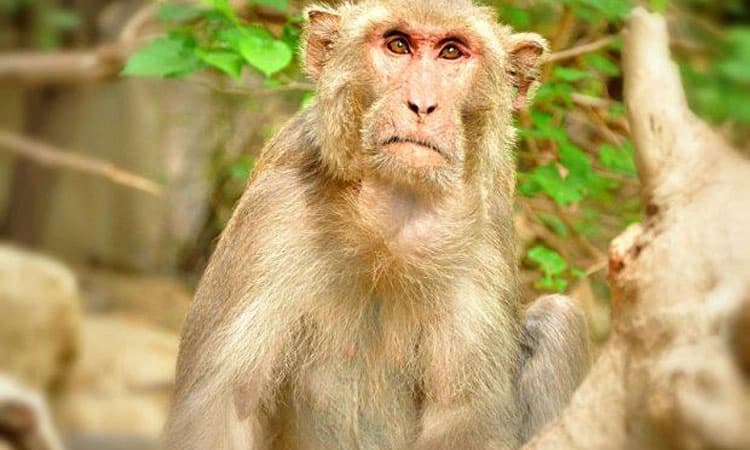 ಭಾರತೀಯನಿಗೆ ಕೋತಿ ಹಸ್ತಾಂತರಿಸಿದ ಪಾಕಿಸ್ತಾನ