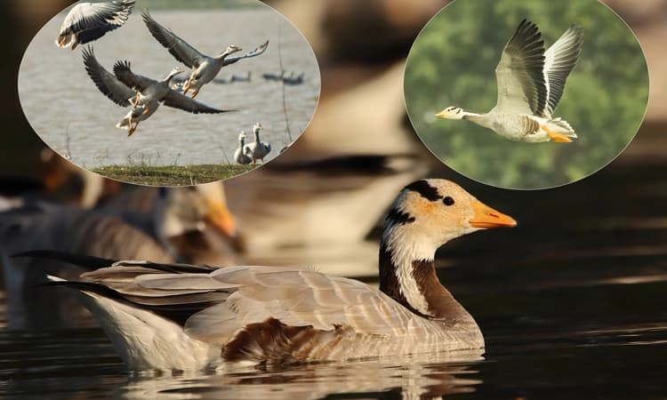 ನಿಡಶೇಸಿ ಕೆರೆಯಲ್ಲಿ ಮಂಗೋಲಿಯನ್ ಮೂಲದ ಪಟ್ಟೆತಲೆ ಹೆಬ್ಬಾತುಗಳ ಕಲರವ