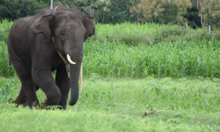 ಕಡಬ: ಆನೆ ದಾಳಿಗೆ ಇಬ್ಬರು ಮೃತ್ಯು
