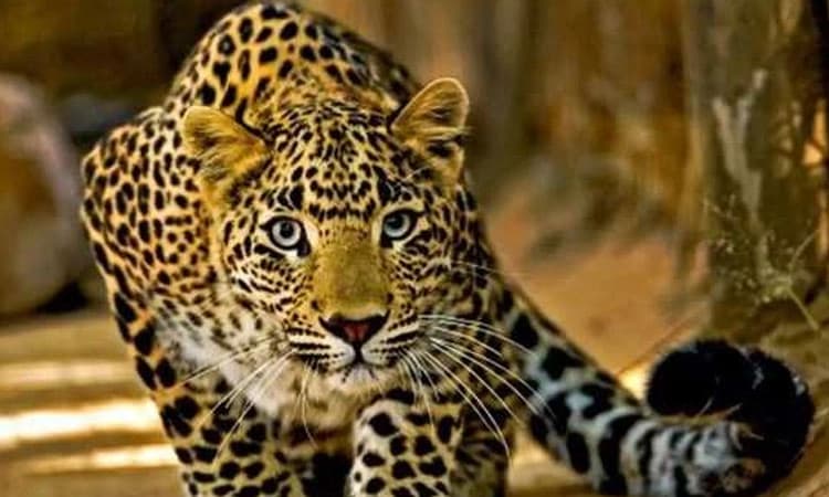 ಹುಣಸೂರು: ಗಂಡು ಚಿರತೆ ಸೆರೆ; ಒಂದೇ ಗ್ರಾಮದಲ್ಲಿ 15 ದಿನಗಳ ಅಂತರದಲ್ಲಿ ಎರಡನೇ ಚಿರತೆ ಸೆರೆ