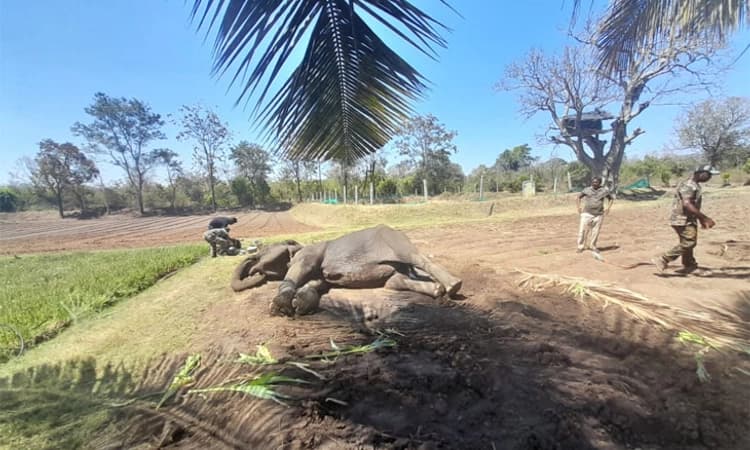 ಬಂಡೀಪುರದಲ್ಲಿ ಆನೆ ರಕ್ಷಣೆ: ಪ್ರಧಾನಿ ನರೇಂದ್ರ ಮೋದಿಯವರಿಂದ ಮೆಚ್ಚುಗೆ