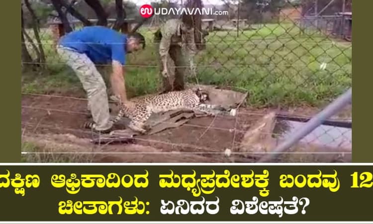 ದಕ್ಷಿಣ ಆಫ್ರಿಕಾದಿಂದ ಮಧ್ಯಪ್ರದೇಶಕ್ಕೆ ಬಂದವು 12 ಚೀತಾಗಳು: ಏನಿದರ ವಿಶೇಷತೆ?