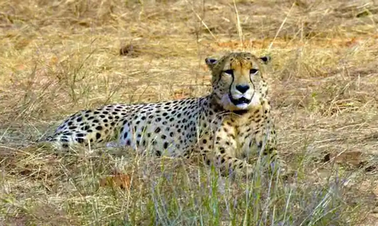 ದಕ್ಷಿಣ ಆಫ್ರಿಕಾದಿಂದ ಭಾರತಕ್ಕೆ ಹೊರಟ 12 ಚೀತಾಗಳು