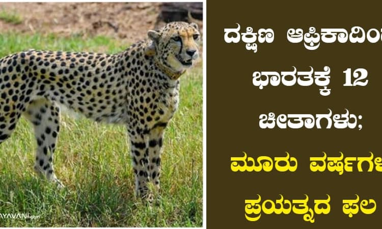 ದಕ್ಷಿಣ ಆಫ್ರಿಕಾದಿಂದ ಭಾರತಕ್ಕೆ 12 ಚೀತಾಗಳು; ಮೂರು ವರ್ಷಗಳ ಪ್ರಯತ್ನದ ಫಲ