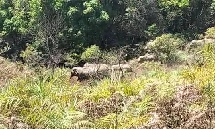 ಮೂಡಿಗೆರೆ: ಕಾಡಂಚಿನ ಗ್ರಾಮಗಳಲ್ಲಿ ಕಾಡಾನೆಗಳ ಹಿಂಡಿನ ದಾಂಧಲೆ