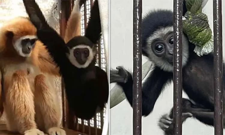 ಗಿಬ್ಬನ್‌ ಕೋತಿ ಮರಿ ಹಾಕಿದ್ದು ಹೇಗೆ? ಕಾರಣ ಹೀಗೆ ಬಯಲಾಯ್ತು….