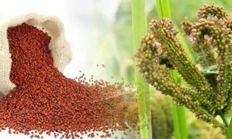 ಬೆಂಬಲ ಬೆಲೆಯಲ್ಲಿ 20 ಕ್ವಿಂಟಾಲ್‌ ರಾಗಿ ಖರೀದಿಗೆ ಒಪ್ಪಿಗೆ