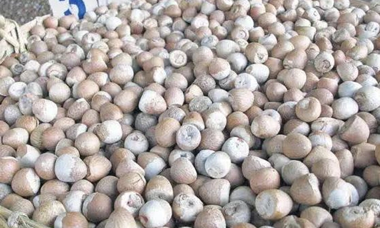 ಅಡಿಕೆ ಆಮದು ಕನಿಷ್ಠ ದರ 351 ರೂ.ಗೆ ಏರಿಕೆ