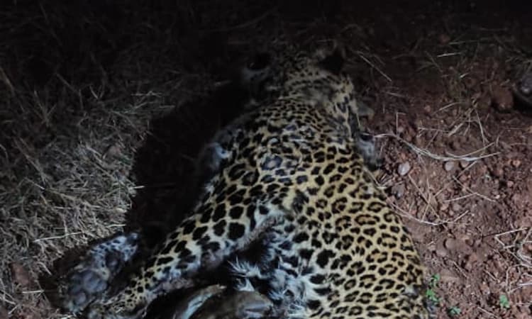 ಬಂಡೀಪುರ: ಕಾದಾಟದಲ್ಲಿ ಚಿರತೆ ಸಾವು