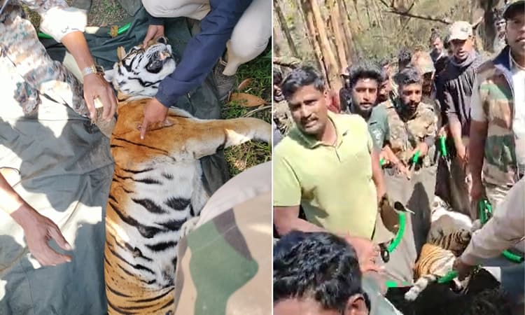 ಇಬ್ಬರನ್ನು ಬಲಿ ಪಡೆದು ಕೊಡಗಿನ ಜನರ ನಿದ್ದೆಗೆಡಿಸಿದ್ದ ವ್ಯಾಘ್ರ ಕೊನೆಗೂ ಸೆರೆ