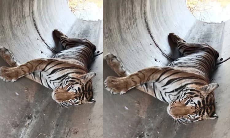 ಹುಲಿಯೇ ಇರದ ಚಿಕ್ಕಹಡಿಗೇಹಳ್ಳಿಯಲ್ಲಿ ಹುಲಿಯ ಕಳೇಬರ ಪತ್ತೆ! ಗ್ರಾಮಸ್ಥರಲ್ಲಿ ಆತಂಕ