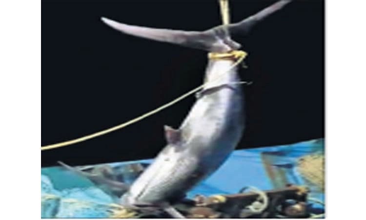 ಮಲ್ಪೆಯಲ್ಲಿ ಬಲೆಗೆ ಬಿದ್ದ ಬೃಹತ್‌ ಗಾತ್ರದ ಮಡಲು ಮೀನು