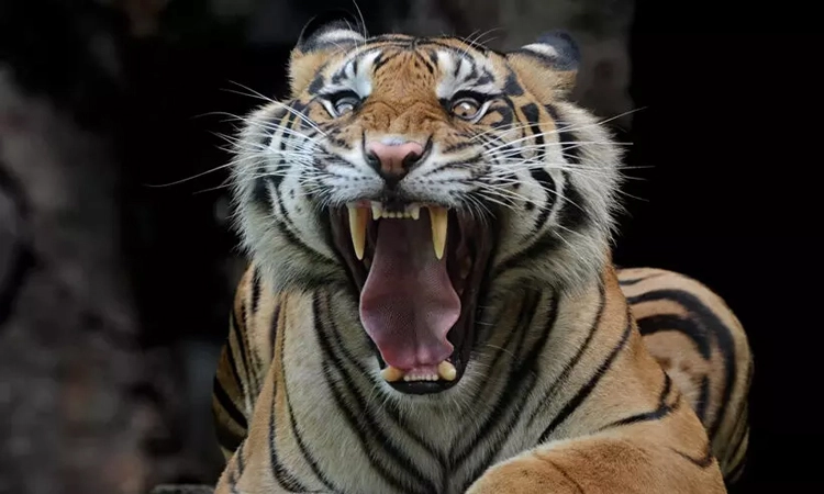 ಮಾನವ- ವನ್ಯಜೀವಿ ಸಂಘರ್ಷ: ಇನ್ನೆಷ್ಟು ದುರಂತ ಸಂಭವಿಸಬೇಕು?