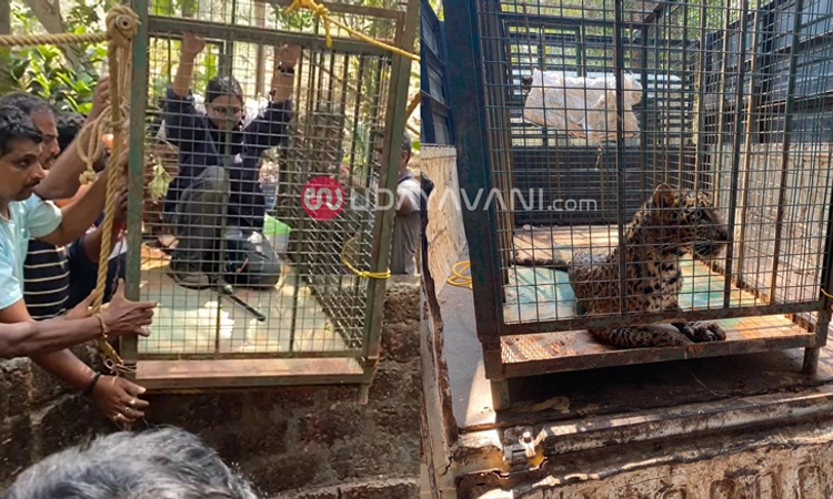 ಬಾವಿಗೆ ಬಿದ್ದ ಚಿರತೆ ಮರಿ: ಬೋನಿನೊಳಗಿಳಿದು ಸೆರೆ ಹಿಡಿದ ವೈಲ್ಡ್ ಲೈಫ್ ಪಶು ವೈದ್ಯೆಯ ಸಾಹಸ