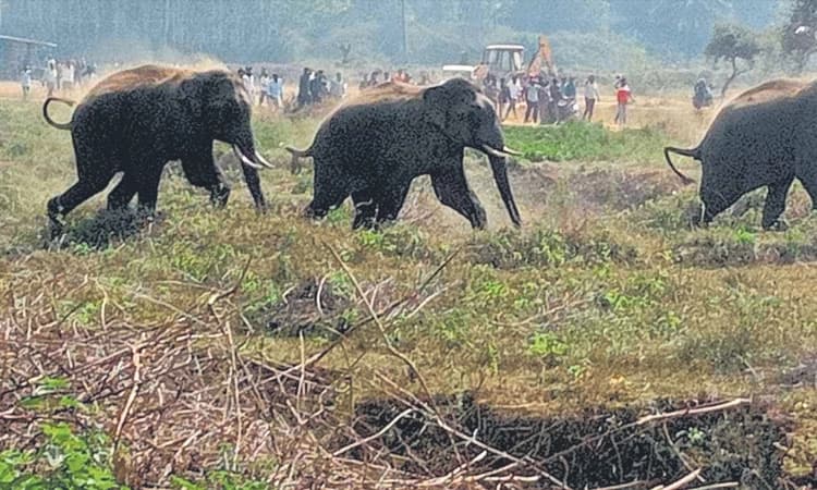 ರೈತರ ಜಮೀನಿನಲ್ಲಿ ಬೀಡು ಬಿಟ್ಟ ಕಾಡಾನೆಗಳು