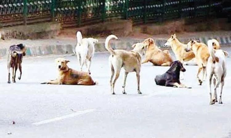 ಮೂಡುಬಿದಿರೆ ಸರಕಾರಿ ಆಸ್ಪತ್ರೆಯಲ್ಲಿ ಮಗುವಿನ ಮೇಲೆ ಬೀದಿನಾಯಿ ದಾಳಿ