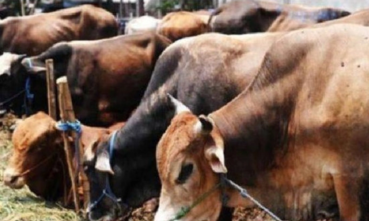 ‘ಹಸು ಅಪ್ಪುಗೆಯ ದಿನ’ ಮನವಿ ಹಿಂಪಡೆದ ಪ್ರಾಣಿ ಕಲ್ಯಾಣ ಮಂಡಳಿ