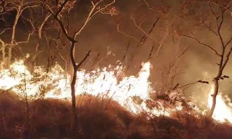 ಚಿಕ್ಕಮಗಳೂರು: ಮೀಸಲು ಅರಣ್ಯ ಪ್ರದೇಶದಲ್ಲಿ ಕಾಡ್ಗಿಚ್ಚು