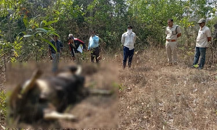 ಶಿರಸಿ: ಕಾಡುಕೋಣದ ಮೃತದೇಹ ಪತ್ತೆ, ಅಧಿಕಾರಿಗಳಿಂದ ಪರಿಶೀಲನೆ