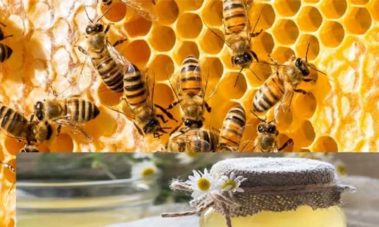 Health Tips: ಜೇನು ತುಪ್ಪ ಹಲವು ಆರೋಗ್ಯ ಸಮಸ್ಯೆಗಳಿಗೆ ರಾಮಬಾಣ…