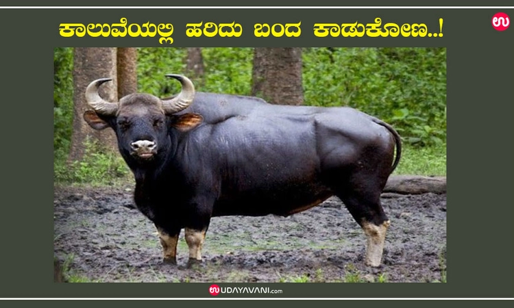 ಕಾಲುವೆಯಲ್ಲಿ ಹರಿದು ಬಂದ ಕಾಡುಕೋಣ..!