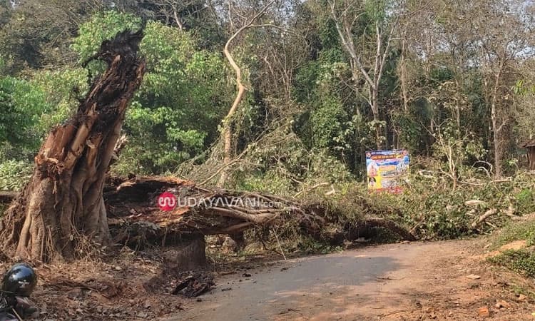 ಸರಪಾಡಿ ರಥಬೀದಿ ಬಳಿ ಧರೆಗುರುಳಿದ ಅಶ್ವತ್ಥ ಮರ