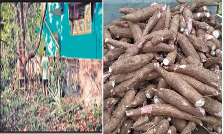 ವಿಶ್ವದ ಅತೀ ಎತ್ತರದ ಮರಗೆಣಸಿನ ಗಿಡ: ಇಂಡಿಯಾ ಬುಕ್‌ ಆಫ್ ರೆಕಾರ್ಡ್‌ನಲ್ಲಿ ದಾಖಲು