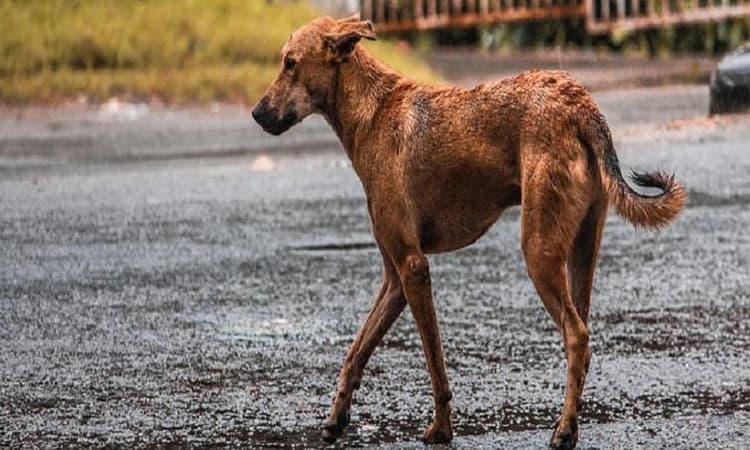 ಬೀದಿ ನಾಯಿಗಳಿಗೆ “ಡಂಪಿಂಗ್‌ ಯಾರ್ಡ್‌ʼ ಆಶ್ರಯತಾಣ !