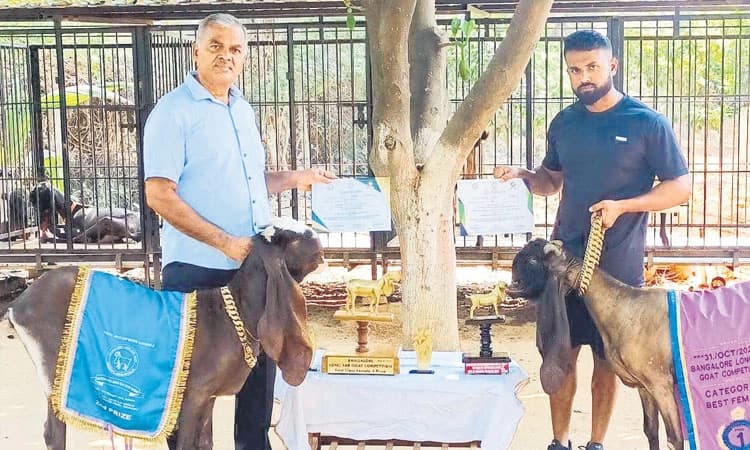 ಕೋಲಾರದಲ್ಲಿ ಕಾಶ್ಮೀರ ಮೇಕೆ ಸಾಕಾಣಿಕೆ