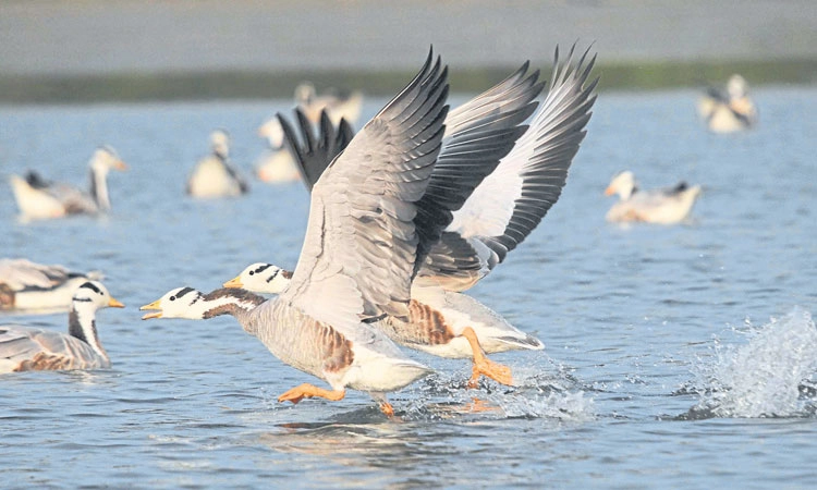 ಮೈಸೂರು ಭಾಗದಲ್ಲಿ ವಲಸೆ ಪಕ್ಷಿಗಳ ಸಂಖ್ಯೆ ಕ್ಷೀಣ