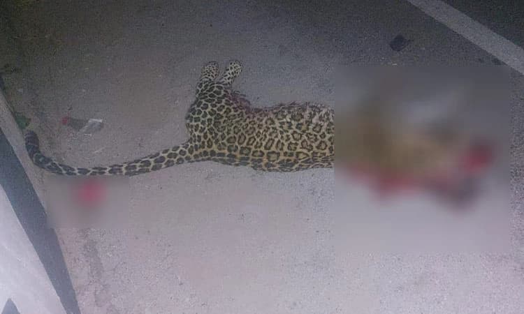 ದಾವಣಗೆರೆ: ಅಪರಿಚಿತ ವಾಹನ ಢಿಕ್ಕಿಯಾಗಿ ಚಿರತೆ ಸಾವು