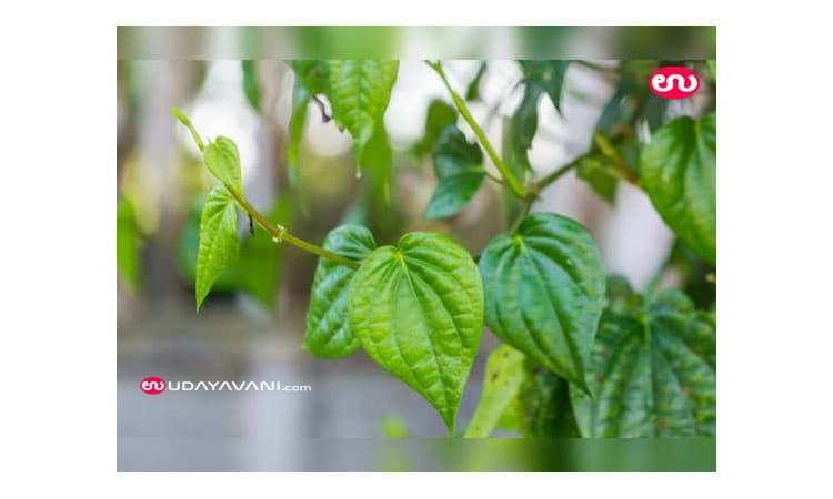 ವೀಳ್ಯದೆಲೆಗೀಗ ಭಾರೀ ಡಿಮ್ಯಾಂಡ್‌!