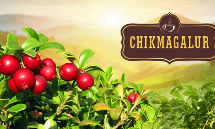 ರಾಜಕೀಯದಲ್ಲೂ ಕಾಫಿ ನಾಡಿನ ಕಂಪು; ಚಿಕ್ಕಮಗಳೂರು 5 ಕ್ಷೇತ್ರಗಳು