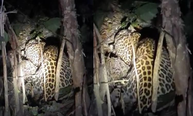 ಮೂಡಿಗೆರೆ: ದುಷ್ಕರ್ಮಿಗಳು ಇಟ್ಟ ಉರುಳಿಗೆ ಸಿಲುಕಿ ಚಿರತೆ ಸಾವು