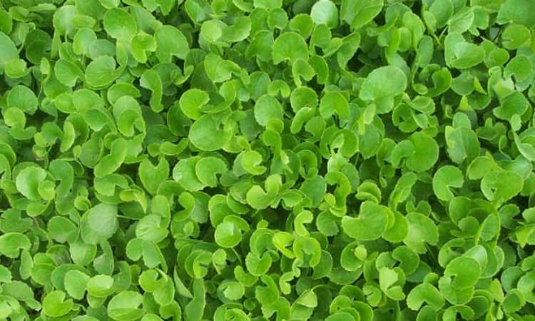 ತ್ವಚೆಯ ಸೌಂದರ್ಯಕ್ಕೂ ಉತ್ತಮ…ಒಂದೆಲಗ ಸೊಪ್ಪಿನಲ್ಲಿದೆ ಹಲವು ಔಷಧೀಯ ಗುಣಗಳು..