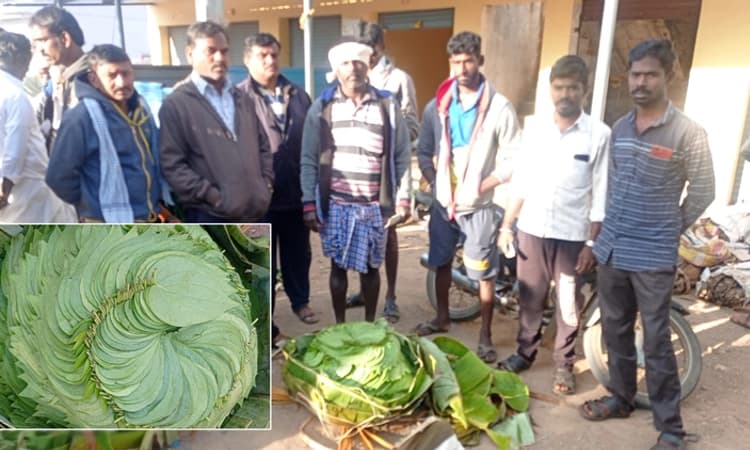 ಕೊರಟಗೆರೆ ತಾಲೂಕಿನಲ್ಲಿ ದಾಖಲೆ ಬೆಲೆಗೆ ಮಾರಾಟವಾದ ವೀಳ್ಯದೆಲೆ