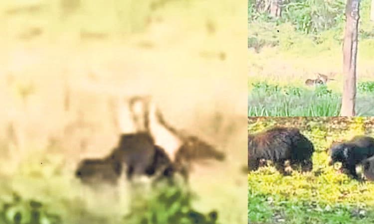 ಕಂದಮ್ಮಗಳ ಜೀವ ಉಳಿಸಲು ವ್ಯಾಘ್ರನೊಂದಿಗೆ ಸೆಣಸಾಡಿದ ಕರಡಿ!