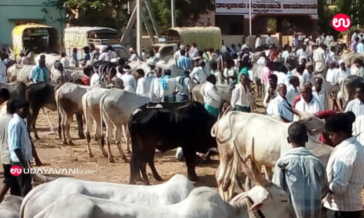ಯಲ್ಲಮ್ಮನ ಜಾತ್ರೆಯಲ್ಲಿ ಎತ್ತುಗಳ ಪರಿಷೆ