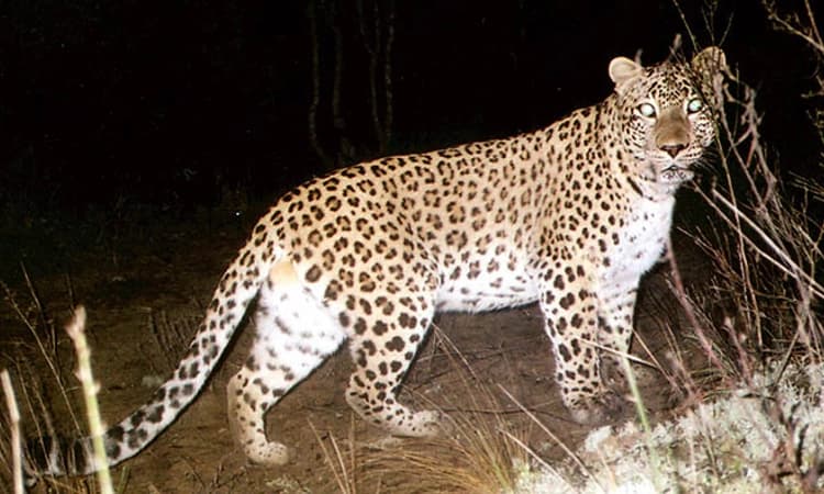 ಆತ್ರಾಡಿ ಮದಗ: ಹಾಡಹಗಲೇ ಚಿರತೆ ದಾಳಿಗೆ ಕರು ಸಾವು