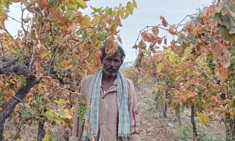 ವಿಜಯಪುರ: ತಪ್ಪು ಔಷಧಿ ಸಿಂಪಡಣೆಗೆ ಹಾಳಾದ ದ್ರಾಕ್ಷಿ; ರೈತ ಆತ್ಮಹತ್ಯೆ