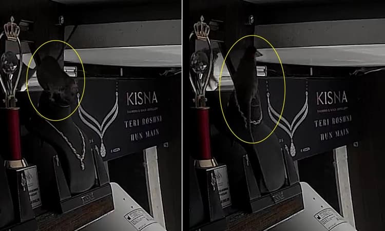 ವಜ್ರದ ನೆಕ್ಲೇಸ್ ಕದ್ದ ಕಳ್ಳ ‘ಇಲಿ’! ಸಿಸಿ ಕ್ಯಾಮೆರಾದಲ್ಲಿ ಸೆರೆಯಾಯ್ತು ಇಲಿಯ ಕೈಚಳಕ