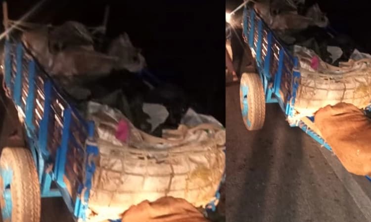 ಎತ್ತಿನಗಾಡಿ-ಬೈಕ್ ಮುಖಾಮುಖಿ ಢಿಕ್ಕಿ: ಬೈಕ್ ಸವಾರ- ಎತ್ತು ಸ್ಥಳದಲ್ಲೇ ಸಾವು!