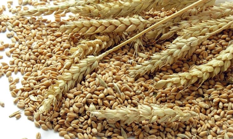 ವಾರದಲ್ಲಿ ಗೋಧಿ ಬೆಲೆ ಶೇ.10 ಇಳಿಕೆ: ಸರ್ಕಾರ