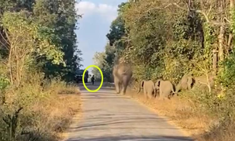 ಸಕಲೇಶಪುರ: ಅಟ್ಟಾಡಿಸಿಕೊಂಡು ಬಂದ ಕಾಡಾನೆಗಳು; ಕೂದಲೆಳೆ ಅಂತರದಲ್ಲಿ ಇಟಿಎಫ್ ಸಿಬಂದಿ ಪಾರು