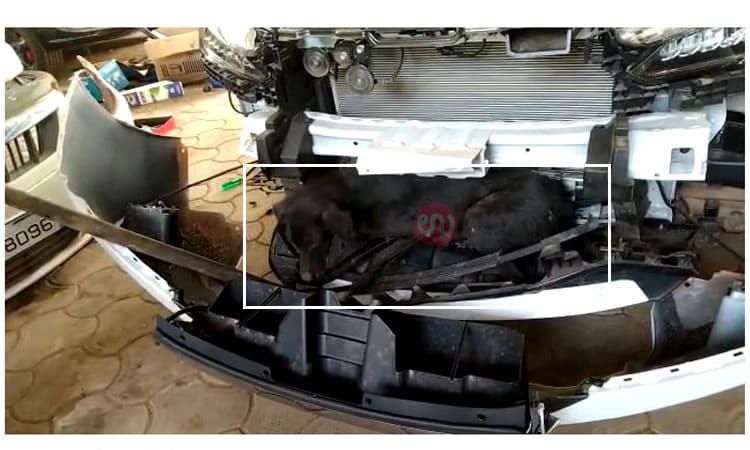 ಪುತ್ತೂರು: ಕಾರಿಗೆ ಢಿಕ್ಕಿಯಾಗಿ ಬಂಪರ್‌ ಒಳಗೆ ಸಿಲುಕಿದ ನಾಯಿ